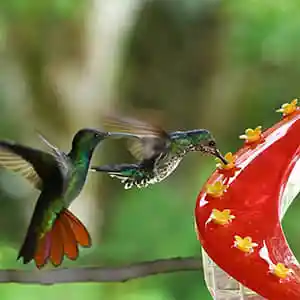 Sherem DNA Helix Hummingbird